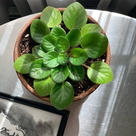 Meet your Posher, Lass (Copy) - Picture 10 of 12